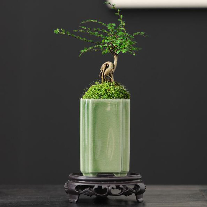 Bonsai Garden Art - Porselen Persegi Celadon Mengkilap Anggrek Pot