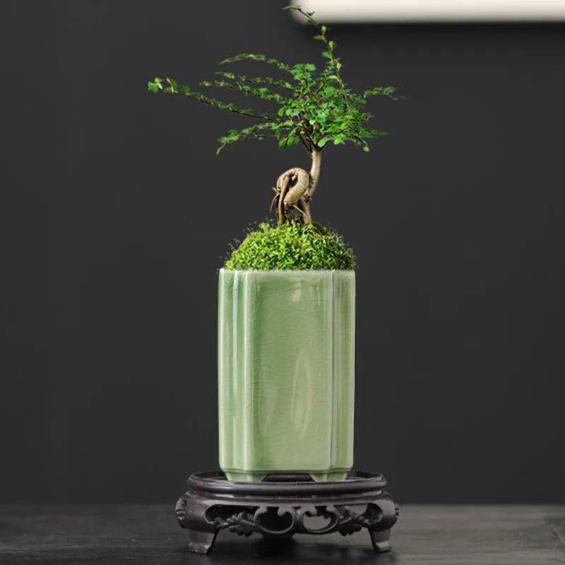 Bonsai Garden Art - Pot Bunga Anggrek Celadon Persegi Porselen,