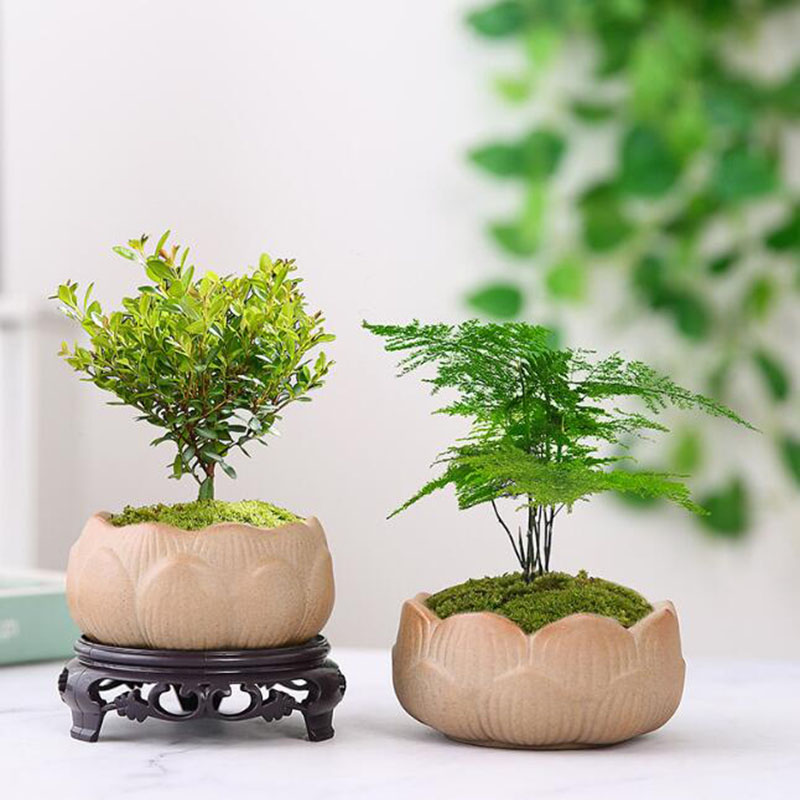 Tembikar kasar Pot tanaman hij - Bonsai Garden Art ulasan dan harga