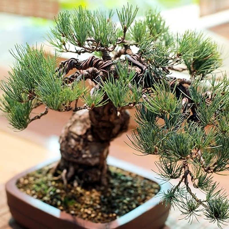 Kawat Bonsai Aluminium Hitam 1 - Bonsai Garden Art ulasan dan harga